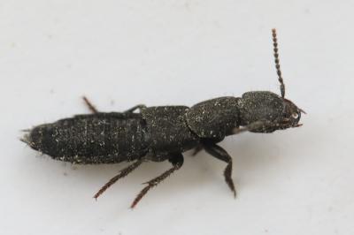 <i>Ocypus aethiops</i>