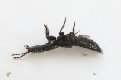 <i>Ocypus aethiops</i>