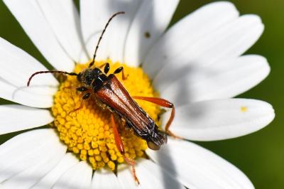 <i>Stenopterus rufus</i>