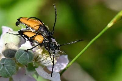 <i>Stictoleptura fulva</i>