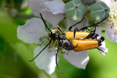 <i>Stictoleptura fulva</i>