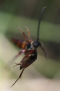 <i>Leptura aurulenta</i>