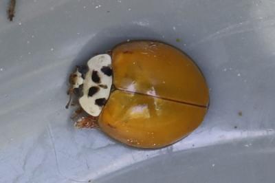 <i>Harmonia axyridis</i>