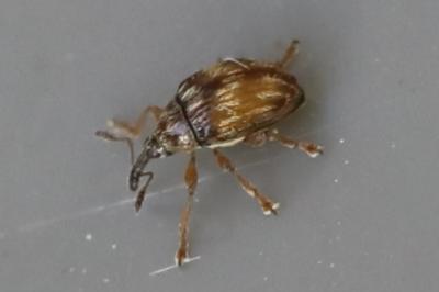 <i>Nanophyes marmoratus</i>