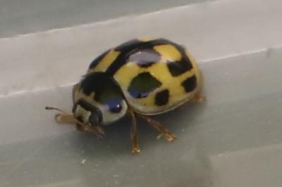 Coccinelle à damier