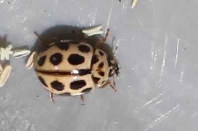 <i>Tytthaspis sedecimpunctata</i>