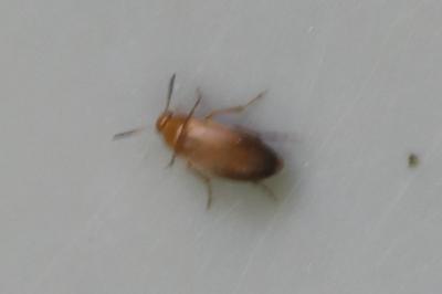 <i>Anaspis maculata</i>