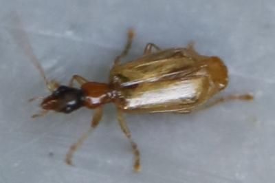 <i>Demetrias atricapillus</i>
