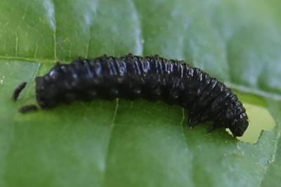 <i>Agelastica alni</i>