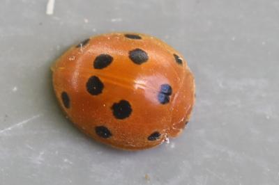 <i>Henosepilachna argus</i>