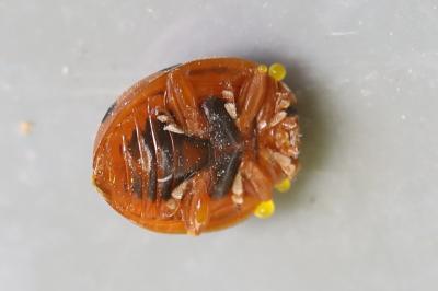 <i>Henosepilachna argus</i>