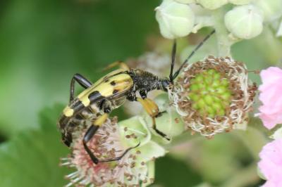 <i>Rutpela maculata</i>