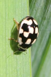 Coccinelle à damier