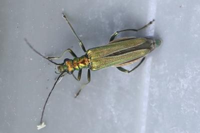 <i>Oedemera nobilis</i>