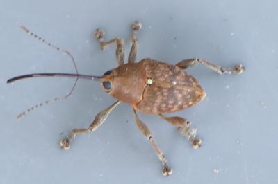 <i>Curculio glandium</i>