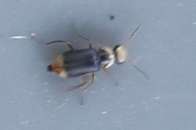 <i>Hypebaeus albifrons</i>