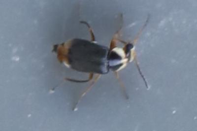 <i>Hypebaeus albifrons</i>