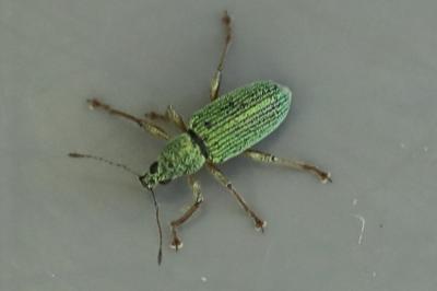 <i>Polydrusus formosus</i>
