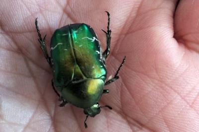 <i>Cetonia aurata</i>