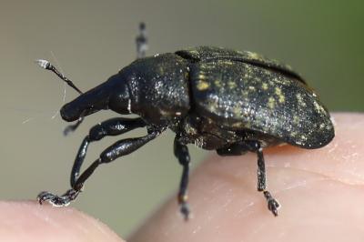 <i>Larinus turbinatus</i>