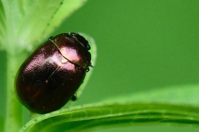 <i>Chrysolina varians</i>