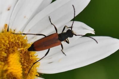 <i>Anastrangalia dubia</i>