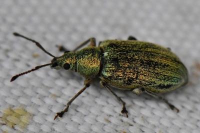 <i>Phyllobius pyri</i>