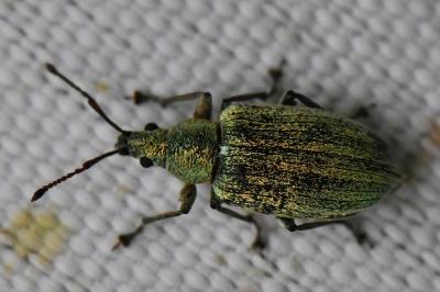 <i>Phyllobius pyri</i>