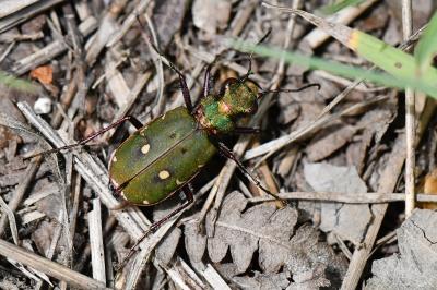 <i>Cicindela campestris</i>