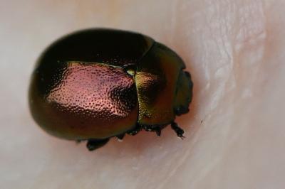 Chrysolina varians