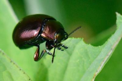 <i>Chrysolina varians</i>
