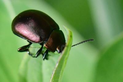 Chrysolina varians