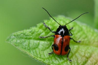 <i>Cryptocephalus bipunctatus</i>