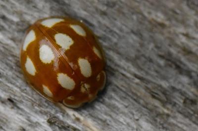 <i>Calvia decemguttata</i>