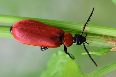 <i>Pyrochroa coccinea</i>