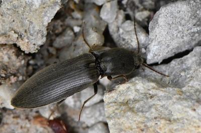 <i>Agriotes pilosellus</i>