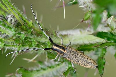 <i>Agapanthia villosoviridescens</i>