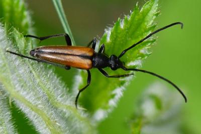 <i>Stenurella</i>