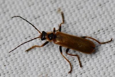 <i>Cantharis figurata</i>