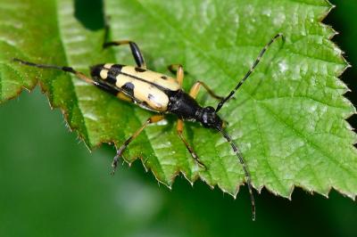 <i>Rutpela maculata</i>
