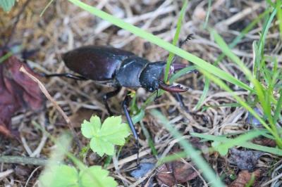 <i>Lucanus cervus</i>