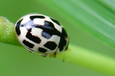 Coccinelle à damier