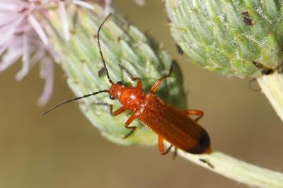 <i>Rhagonycha fulva</i>