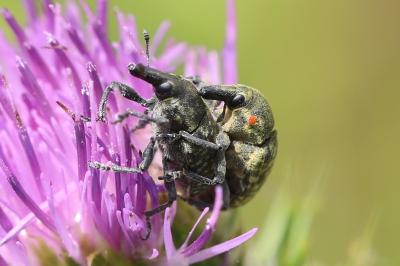 <i>Larinus turbinatus</i>