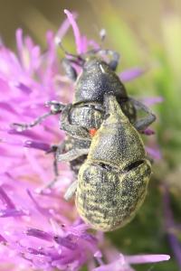 <i>Larinus turbinatus</i>