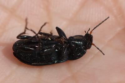 <i>Poecilus cupreus</i>