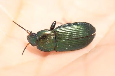 <i>Poecilus cupreus</i>