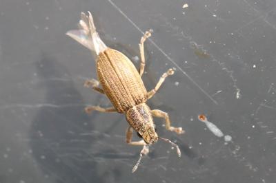 <i>Sitona</i>