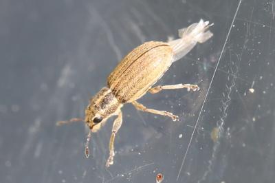 <i>Sitona</i>