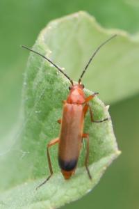 <i>Rhagonycha fulva</i>